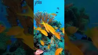 Why Oceans Are Important | #ocean #youtubeshorts #oceanlife #climatechange #environment #shorts