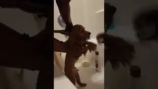 My poor dog taking a bath 