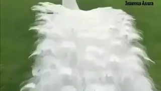СубханаЛлах! Аллаху Акбар!