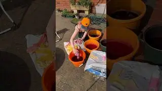 Hand dyeing 10 meters of silk chiffon for Padmes lake dress!💛💖💜 #costume #sewing #cosplay #dress