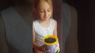 #shorts манго из косточки дома, лимон вырос дома. посадили косточки,  что выросло.