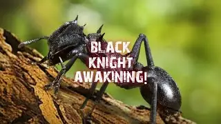 The Ants: Underground Kingdom- NEW! Black Knight Awakening