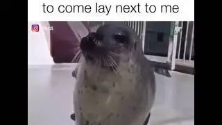 Slappy the seal