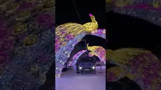 жар птицы в Надыме