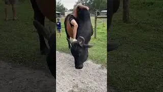 Bull vs Strong Girl ❤❤❤❤