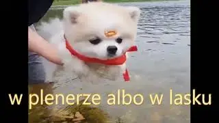 Damianek - Szczeniaki KARAOKE