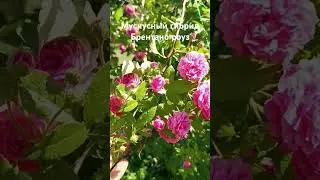 #мускусныерозы                                #БрентаноРоуз