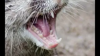 Asian small-clawed otter