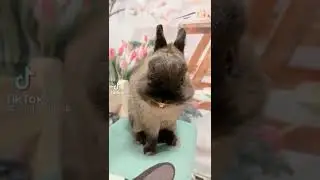 #tiktok #shorts #rabbit