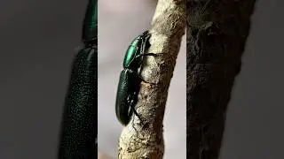 Small, Metallic, Green Beetle • Video Compilation # 2.