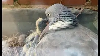 pigeon cam 4 - feeding time