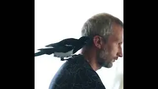 сорока - суетолог ВИНЧ 