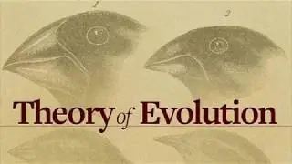 Evolution