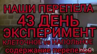 ЭКСПЕРИМЕНТ!!!НАПОЛЬНОЕ VS КЛЕТОЧНОЕ СОДЕРЖАНИЕ ПЕРЕПЕЛОВ.ПЕРЕПЕЛАМ 43 ДНЯ.ПЕРВЫЙ ЗАБОЙ.