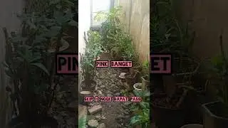 Viral Tiktok Pink banget | Vcs Baju Pink