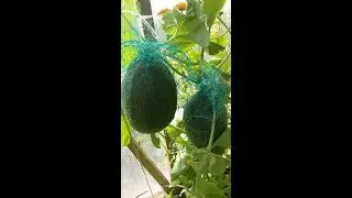 Melons grown in Siberia, Serezhkina's love