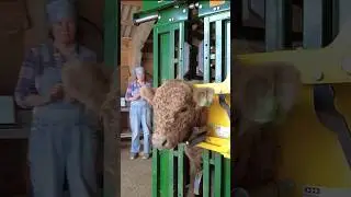 Станок для фиксации КРС на ферме 