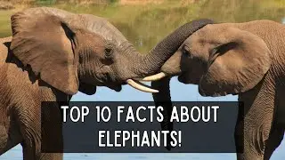 Top 10 Facts About Elephants!