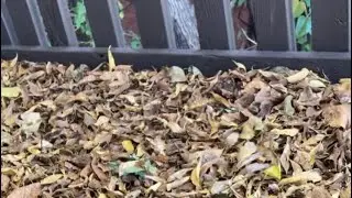Fall season and the colorful leaves
