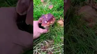Если бы тебе попалась такая полянка , пройдёшь мимо?  #грибы #Гриби #грибиукраїни #mushrooms