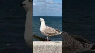 ЧУДО ИЗ ЧУДЕС! WONDERFUL LIFE!