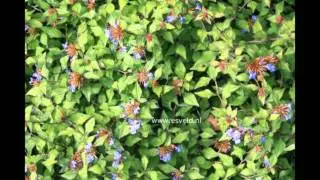 ЦЕРАТОСТИГМА  (CERATOSTIGMA)  сем. Свинчатковые