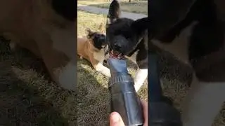 04.04.23 акиты 3.5 мес и компрессор🤘🏻👍🏻🐻 #akitapuppy #americanakita #американскаяакита #puppy #akita