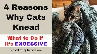 Why Do Cats Knead?  Knead the Dough | Making Biscuits | Reasons Why Cats Knead | Excessive Kneading