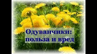 Чем полезен одуванчик и всем ли его можно употреблять. Рецепты из одуванчиков.