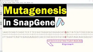 Simulate Mutagenesis In SnapGene