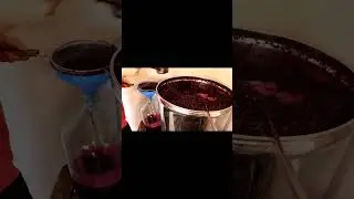 Красностоп Золотовский.Кровопускание!!! 