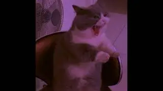 Bananza ( Sped up ) #viral #spedup #shorts