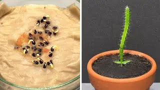 Growing Dragon Fruit Cactus with Paper Towel Method - 110 Days Time Lapse