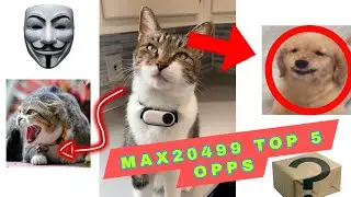 Max20499 the bully cat ( TOP 5 OPPS ) 😈 #max2049 #maxthecat #max20499