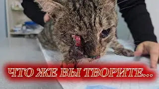 Кот Алмаз еше одна жертва живодера или аварии?
