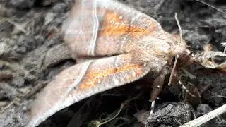 Мотылёк замёрз.Часть 2.