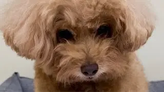 DIY TOY POODLE PET CLIP GROOMING