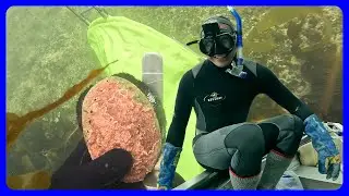 Paua Diving on an NZ Wild Adventure (Part 1)