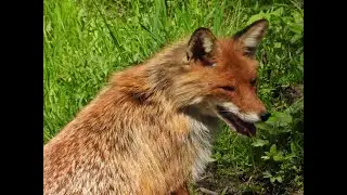 Mix