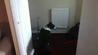 Bob Howling