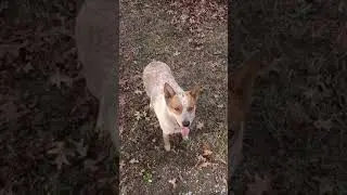 who let the dogs out....