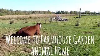 "Explore the Charm of an Enchanting Animal Farmhouse | A Unique Journey into Nature's Haven!"