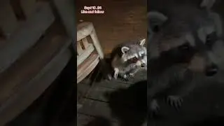 Boo brings the Breakfast Club Raccoons. Peanut Butter Club Diary