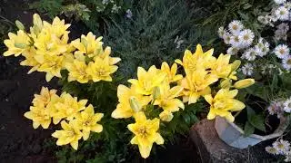 #lilium