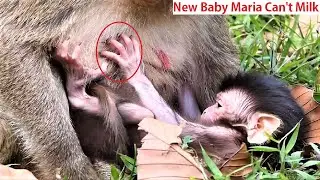 Oh Pity ! New born baby Maria can't get milk, The baby needs more power to feed his body