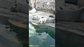 Белый медведь летом