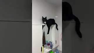 😂Кот гей по имени Гараж - ГейРАЖ | мемы | приколы от Зубарев 