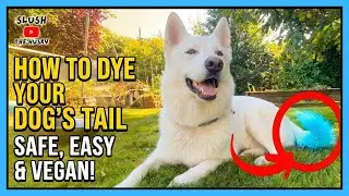 How to Safely Color Dye Your Dog's Tail Using Vegan Hair Dye
