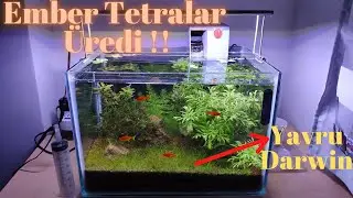 Bitkili Akvaryum Bölüm 16 | Darwin'e Merhaba Deyin! | CO2, Sıvı Gübre Yok!