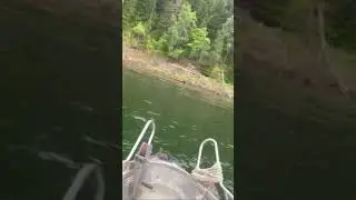 Медведь плывет за Оленем